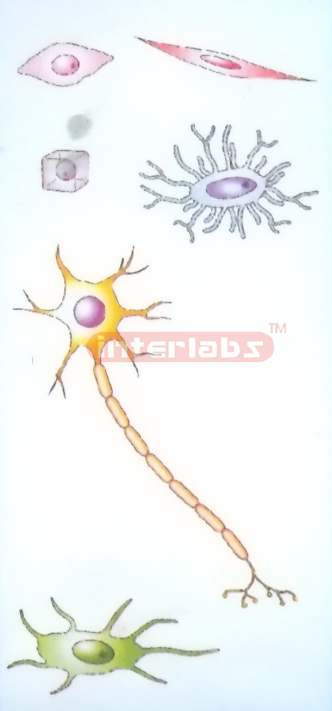 HANGING HUMAN CELL SERIES MODEL